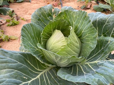 OPG Batur Marijo - proizvodnja voća, povrća i maslina