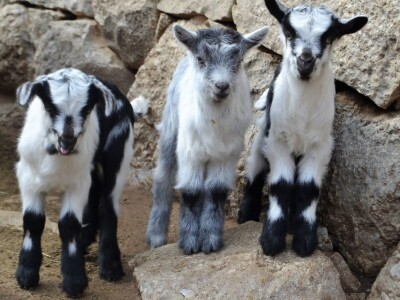 OPG BIRKIĆ IZ MEDVIĐE - Vukovi ne prezaju ni od koronavirusa: Zaklali tele pred očima majke Bele!