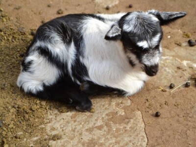 OPG BIRKIĆ IZ MEDVIĐE - Vukovi ne prezaju ni od koronavirusa: Zaklali tele pred očima majke Bele!