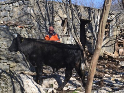OPG BIRKIĆ IZ MEDVIĐE - Vukovi ne prezaju ni od koronavirusa: Zaklali tele pred očima majke Bele!