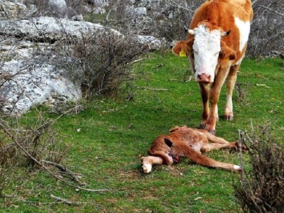 OPG BIRKIĆ IZ MEDVIĐE - Vukovi ne prezaju ni od koronavirusa: Zaklali tele pred očima majke Bele!