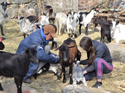 OPG BIRKIĆ IZ MEDVIĐE - Vukovi ne prezaju ni od koronavirusa: Zaklali tele pred očima majke Bele!
