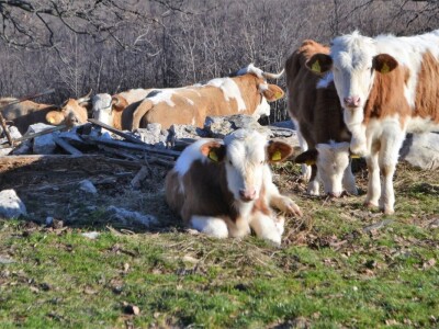 OPG BIRKIĆ IZ MEDVIĐE - Vukovi ne prezaju ni od koronavirusa: Zaklali tele pred očima majke Bele!