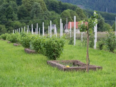 OPG Bogdanić Helena OPG Bogdanić Helena