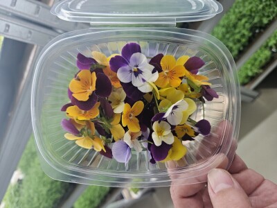 OPG Bojan Blažević Bizovac