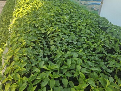 OPG Bojan Blažević Bizovac