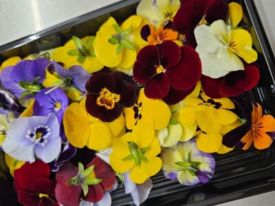 OPG Bojan Blažević Bizovac