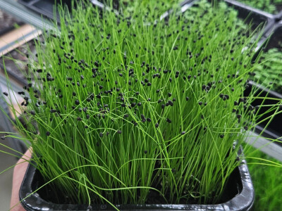 OPG Bojan Blažević Bizovac