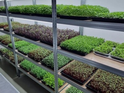 OPG Bojan Blažević Bizovac