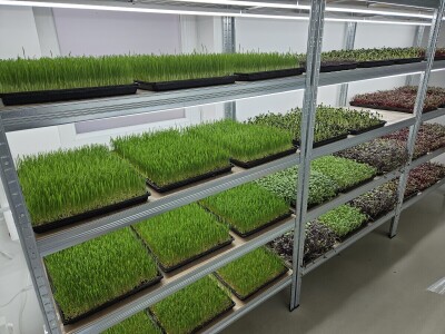 OPG Bojan Blažević Bizovac