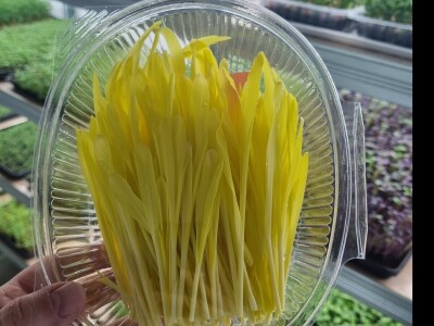 OPG Bojan Blažević Bizovac