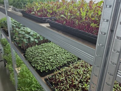 OPG Bojan Blažević Bizovac