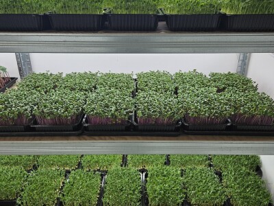 OPG Bojan Blažević Bizovac