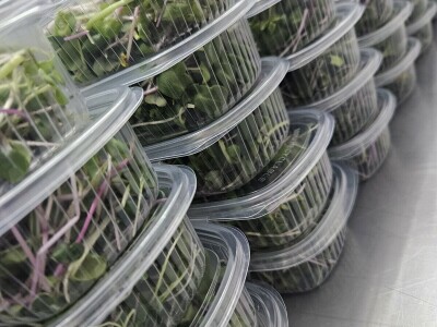 OPG Bojan Blažević Bizovac