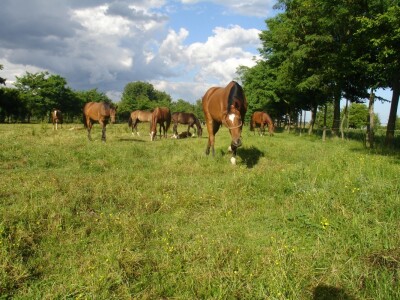 OPG Krivić - Bonanza