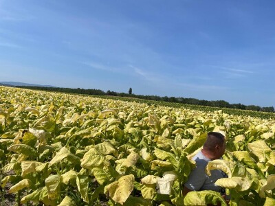 OPG Boris Đukić iz Gornjeg Miholjca