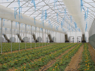 OPG Bošković Cerna