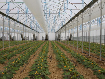 OPG Bošković Cerna