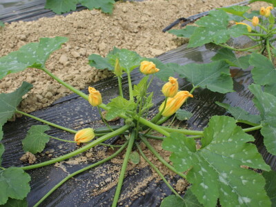 OPG Bošković Cerna