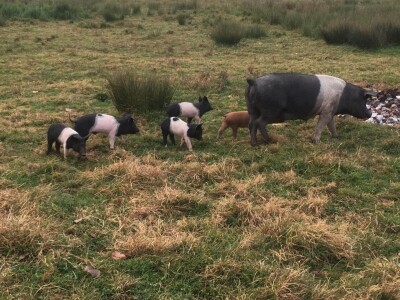 OPG Božana Marić iz Bilja OPG Božana Marić iz Bilja