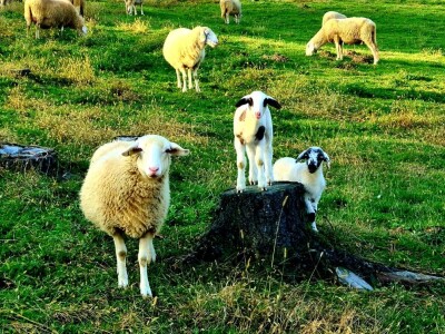 OPG Branimira Rupčića