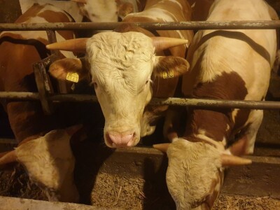 OPG Branimira Rupčića