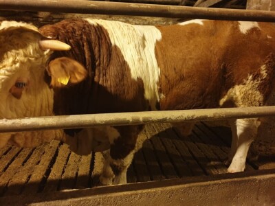 OPG Branimira Rupčića