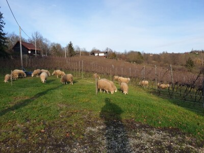 OPG Branimira Rupčića