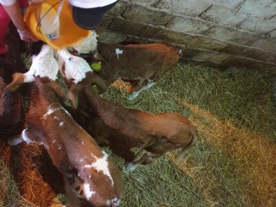 OPG Branimira Rupčića