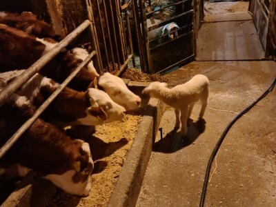 OPG Branimira Rupčića