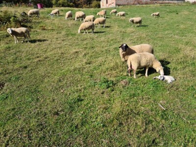 OPG Branimira Rupčića