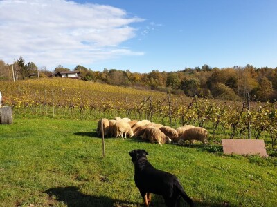 OPG Branimira Rupčića