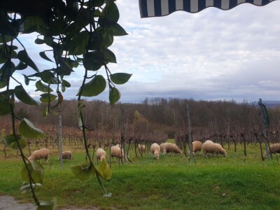 OPG Branimira Rupčića