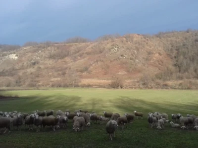 OPG Branko Sudar