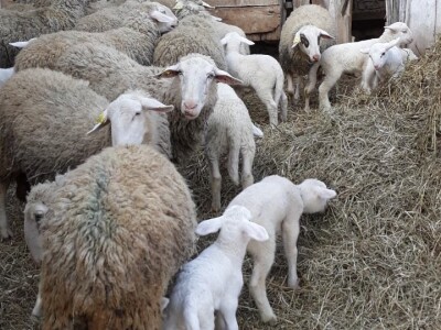 OPG Branko Sudar OPG Branko Sudar