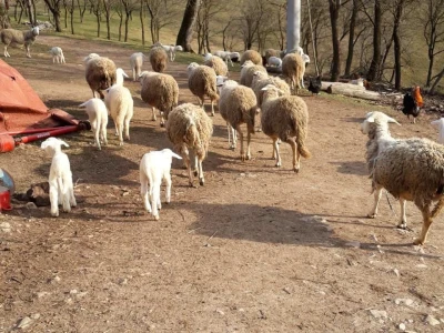 OPG Branko Sudar