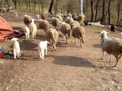 OPG Branko Sudar OPG Branko Sudar