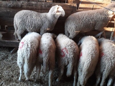 OPG Branko Sudar OPG Branko Sudar