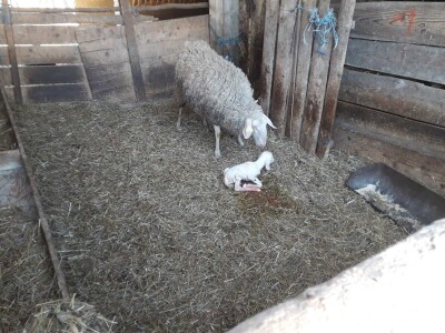 OPG Branko Sudar OPG Branko Sudar