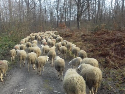 OPG Branko Sudar OPG Branko Sudar