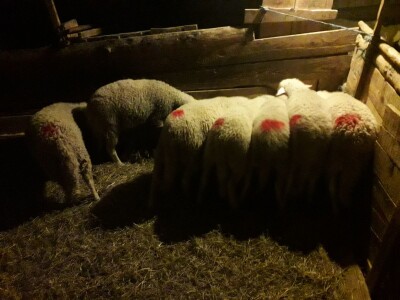 OPG Branko Sudar OPG Branko Sudar