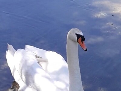 OPG Branko Sudar OPG Branko Sudar