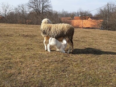 OPG Branko Sudar OPG Branko Sudar