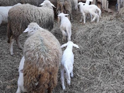 OPG Branko Sudar OPG Branko Sudar