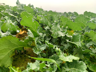 OPG Brkić Blaženka