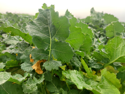 OPG Brkić Blaženka