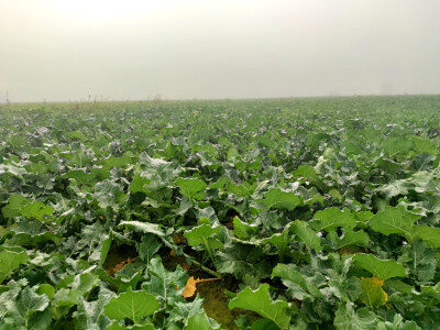 OPG Brkić Blaženka