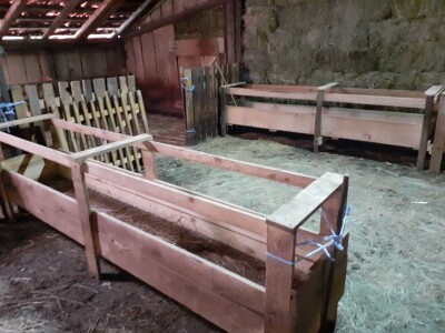 OPG Budimlija - lička pramenka OPG Budimlija - lička pramenka