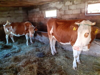 OPG Budimlija - lička pramenka OPG Budimlija - lička pramenka