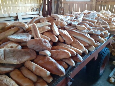 OPG Budimlija - lička pramenka OPG Budimlija - lička pramenka